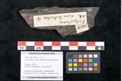 Foto (Objekt + Etikett) von Ginkgocladus novae zeelandiae Ettingshausen (NHMW-GEO-2024-0188-10266)